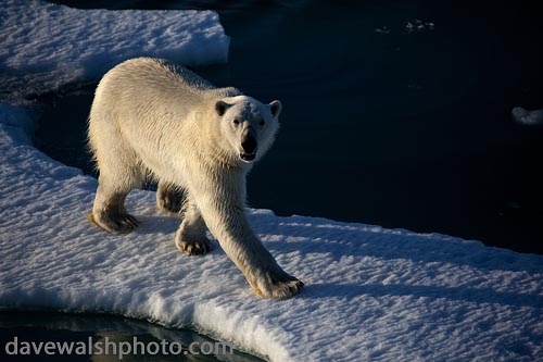 Polar Bear: © Dave Walsh