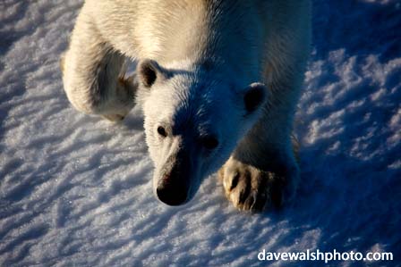 Polar Bear: © Dave Walsh