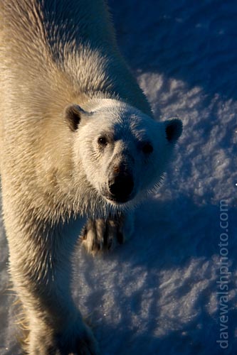 Polar Bear: © Dave Walsh