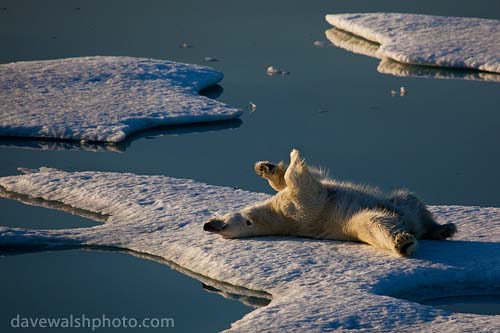 _MG_2282-_polar_bear_20090802_500.jpg