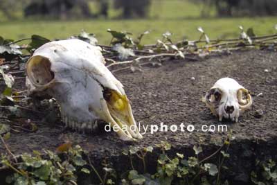 Skulls in the churchyard at Dowth