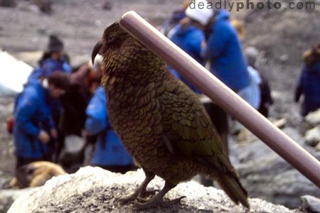 Kea on Frans Josef Glacier Glacier, New Zealand. Copyright 2004 Dave Walsh