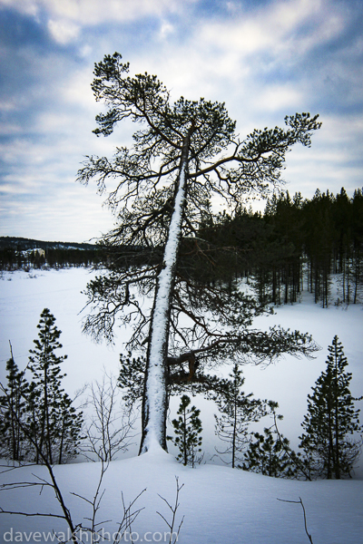 Snow on tree, Lapland, Finland. © Dave Walsh 2005