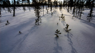 Shadows from Trees, Lapland, Finland. Copyright Dave Walsh 2005