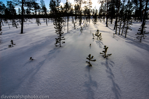 Shadows from Trees, Lapland, Finland. Copyright Dave Walsh 2005