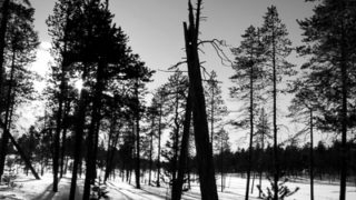 Shadows from Trees, Lapland, Finland &cop; Dave Walsh 2005