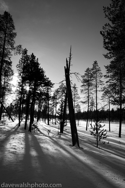 Shadows from Trees, Lapland, Finland &cop; Dave Walsh 2005