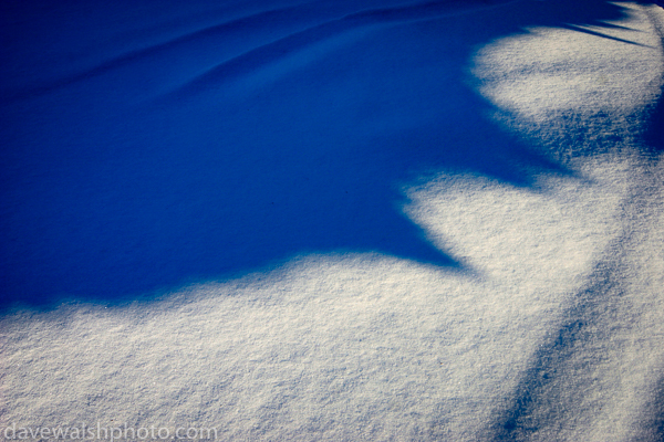 Blue shadows - afternoon light on snow, Inari, Lapland, Finland