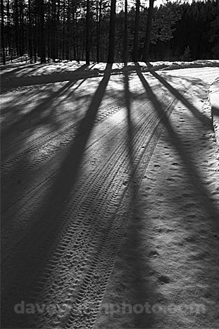 Tree shadows in the snow, Inari, Finland