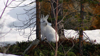 Mountain Hare, Inari, Lapland, Finland