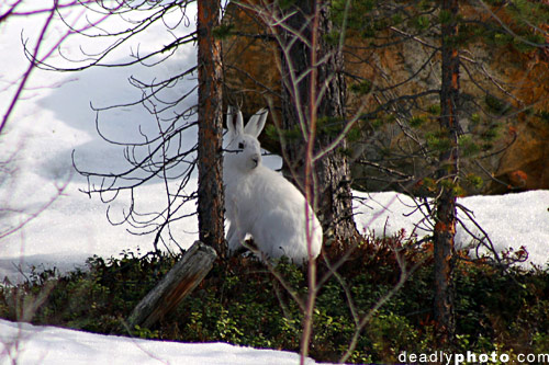 Mountain Hare, Inari, Lapland, Finland. Lepus timidus