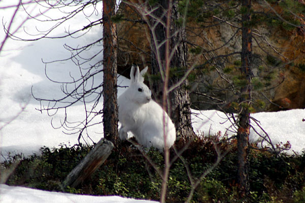 Mountain Hare, Inari, Lapland, Finland