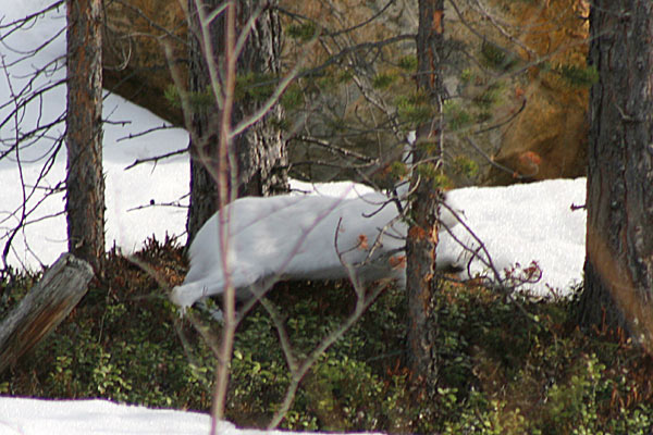 Mountain Hare, Inari, Lapland, Finland