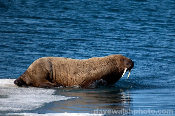 Walrus, Odobenus rosmarus, Kane Basin, Nares Strait, Arctic Greenland.