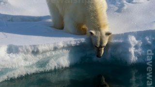 Polar Bear, Arctic Ocean