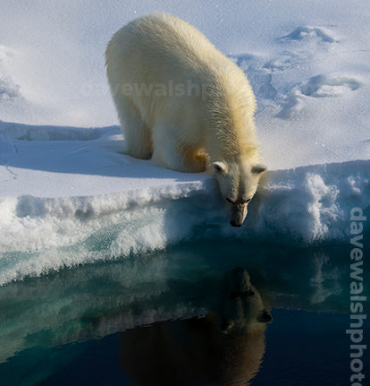 Polar Bear, Arctic Ocean