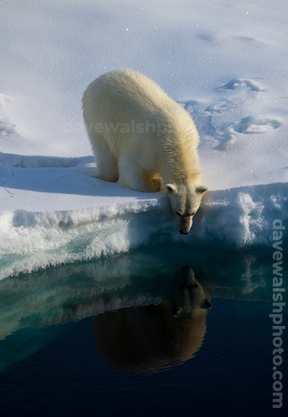 Polar Bear, Arctic Ocean