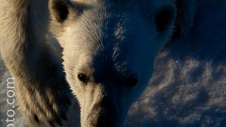 Nanuk: Polar Bear, Ursus Maritimus