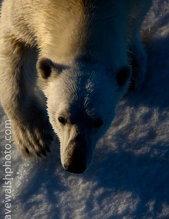 Nanuk: Polar Bear, Ursus Maritimus