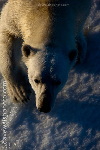 Nanuk: Polar Bear, Ursus Maritimus