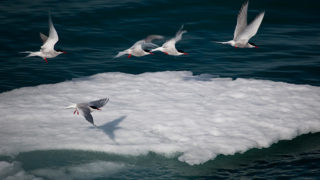 Arctic Terns near Humboldt Glacier