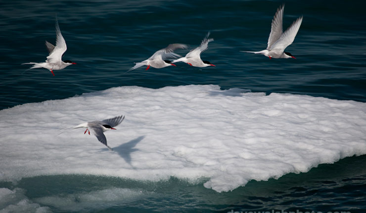 Arctic Terns near Humboldt Glacier