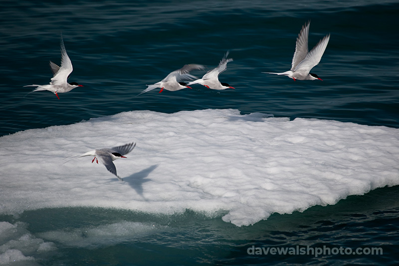 Arctic Terns near Humboldt Glacier