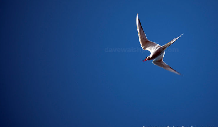 Arctic tern, Sterna Paradisaea near Humboldt Glacier, Greenland.