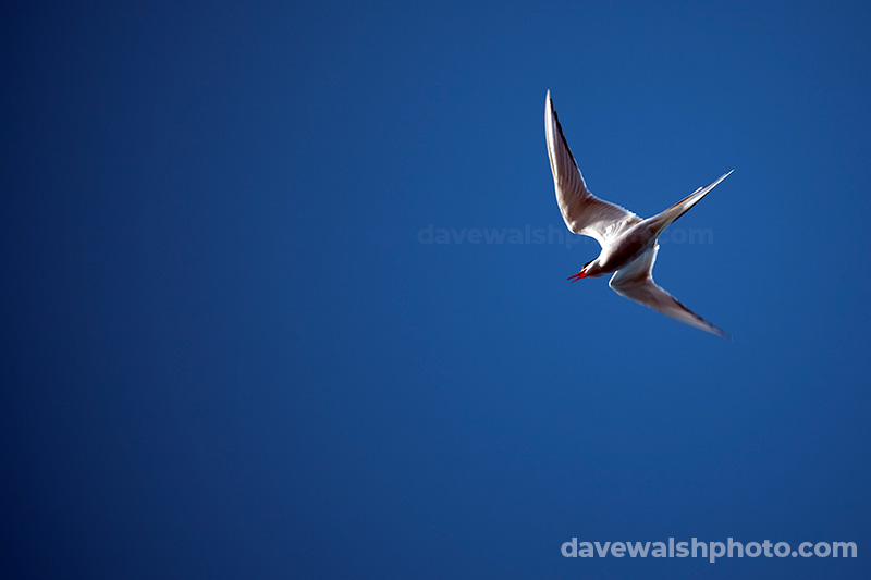  Arctic tern, Sterna Paradisaea near Humboldt Glacier, Greenland. 