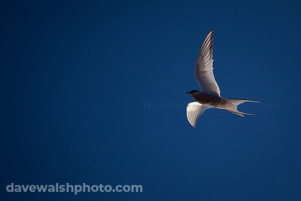 Arctic tern, Sterna Paradisaea