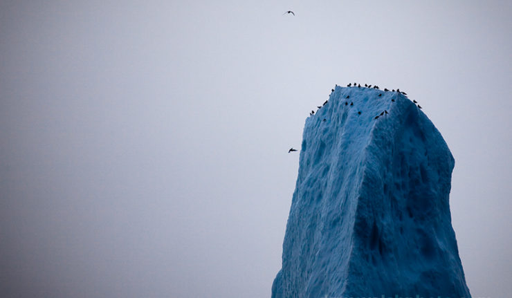 Birds on the peak of an iceberg, Baffin Bay, off West Greenland