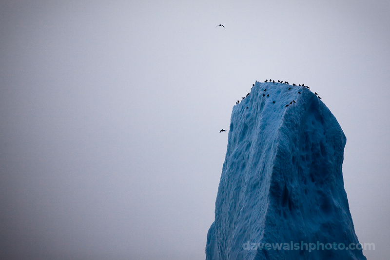 Birds on the peak of an iceberg, Baffin Bay, off West Greenland