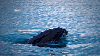 Humpback Whale, Sermilik Fjord, East Greenland