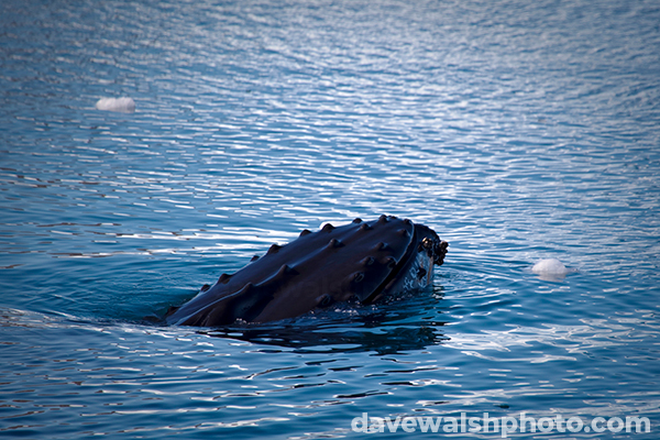 Humpback Whale, Sermilik Fjord, East Greenland