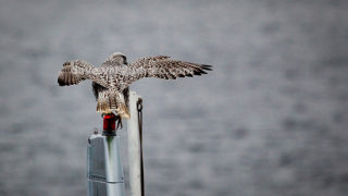 Gyrfalcon near Greenland, Arctic