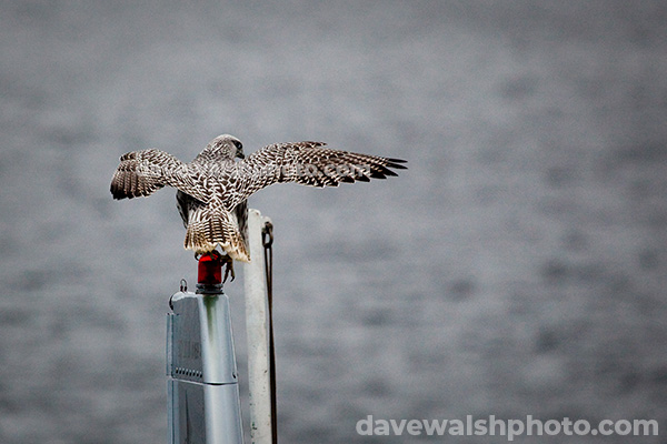 Gyrfalcon near Greenland, Arctic