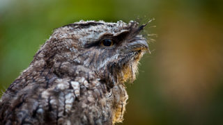 Tawny Frogmouth