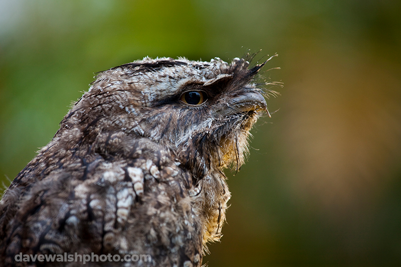 Tawny Frogmouth - Podargus strigoides