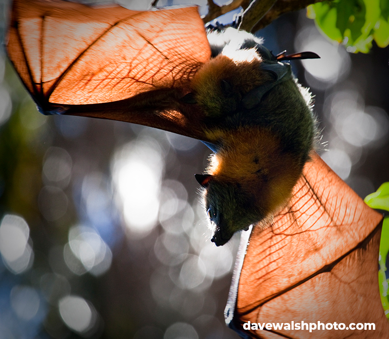 Grey Headed Flying Fox Pteropus poliocephalus