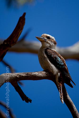 Laughing Kookaburra