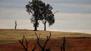 Dead trees in Lake Hume, Victoria .