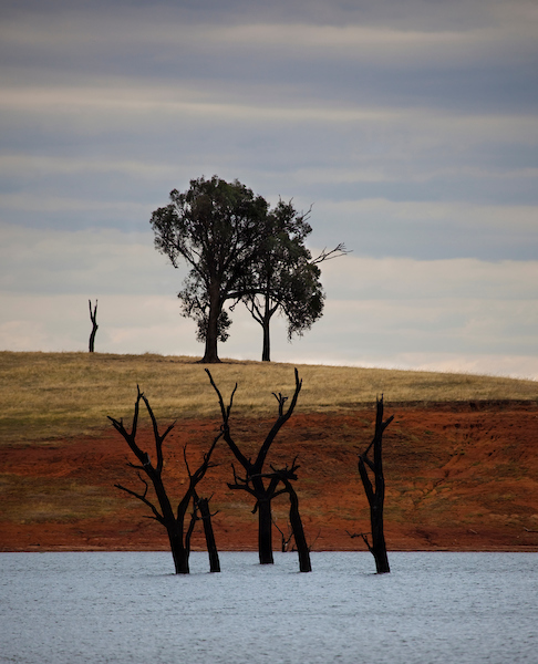 Dead trees in Lake Hume, Victoria .