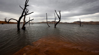 Dead trees in Lake Hume, Victoria .