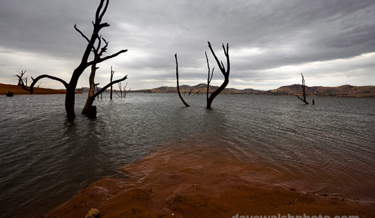 Dead trees in Lake Hume, Victoria .