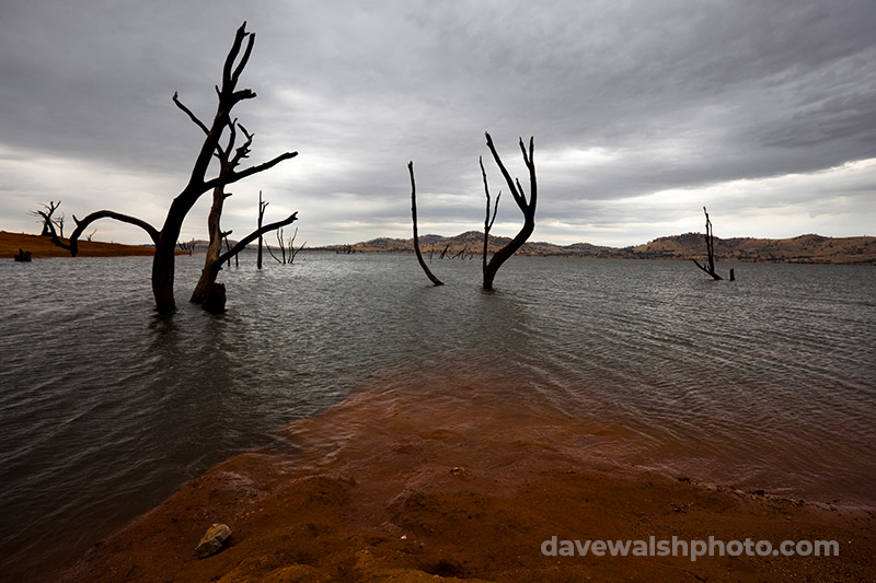 Dead trees in Lake Hume, Victoria .