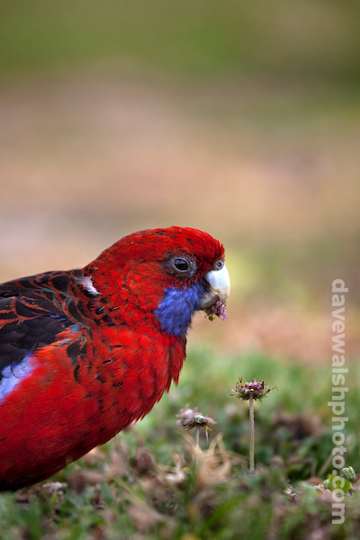 Crimson Rosella, Platycercus elegans