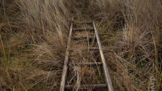 Ladder in the grass, bull island