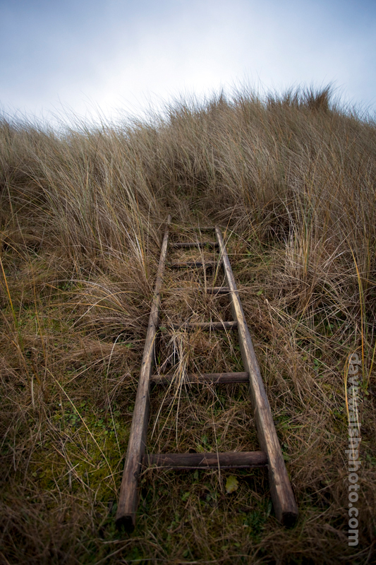 Ladder in the grass, bull island