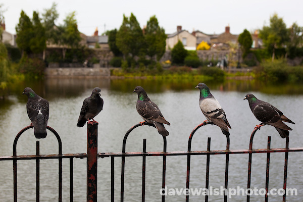 Five Pigeons, Dublin