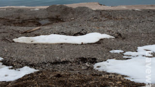 Siberian driftwood, Ny-Alesund